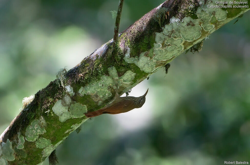 Streak-headed Woodcreeper