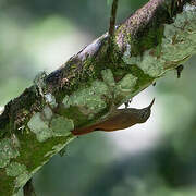 Streak-headed Woodcreeper