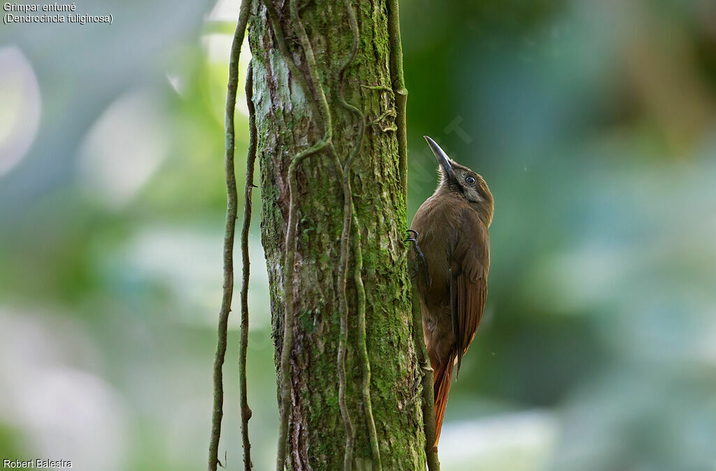 Plain-brown Woodcreeper