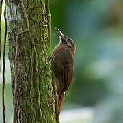 Plain-brown Woodcreeper