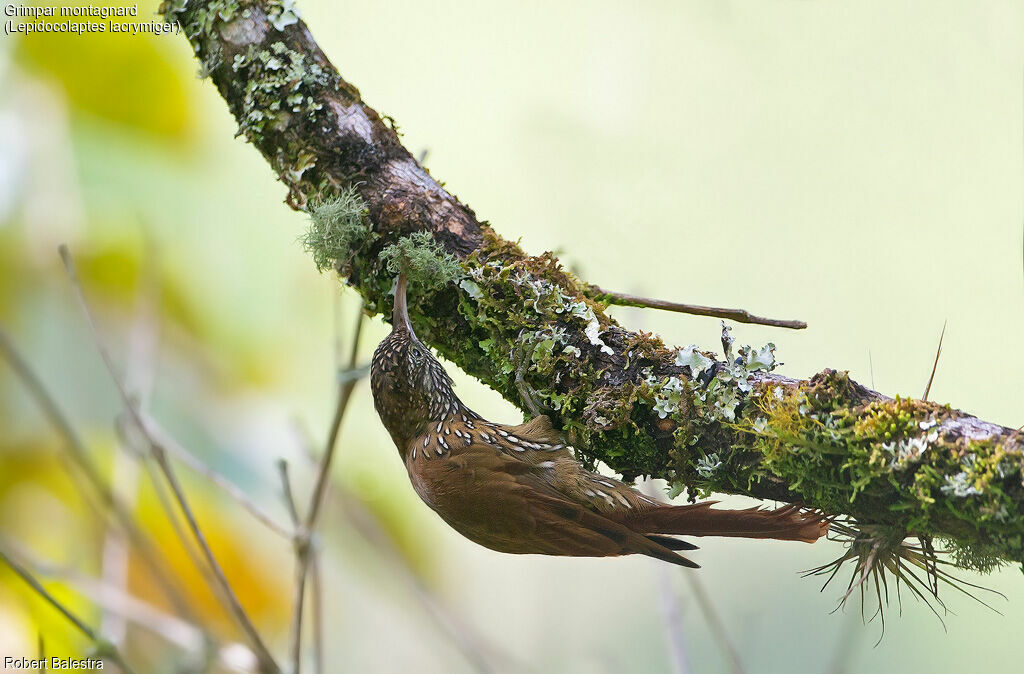 Montane Woodcreeper