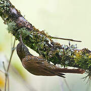 Montane Woodcreeper