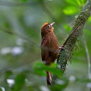 Ruddy Woodcreeper