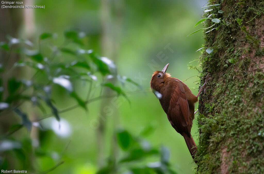 Ruddy Woodcreeper