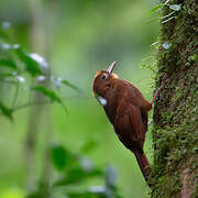 Ruddy Woodcreeper