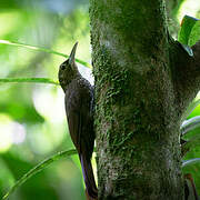 Spotted Woodcreeper