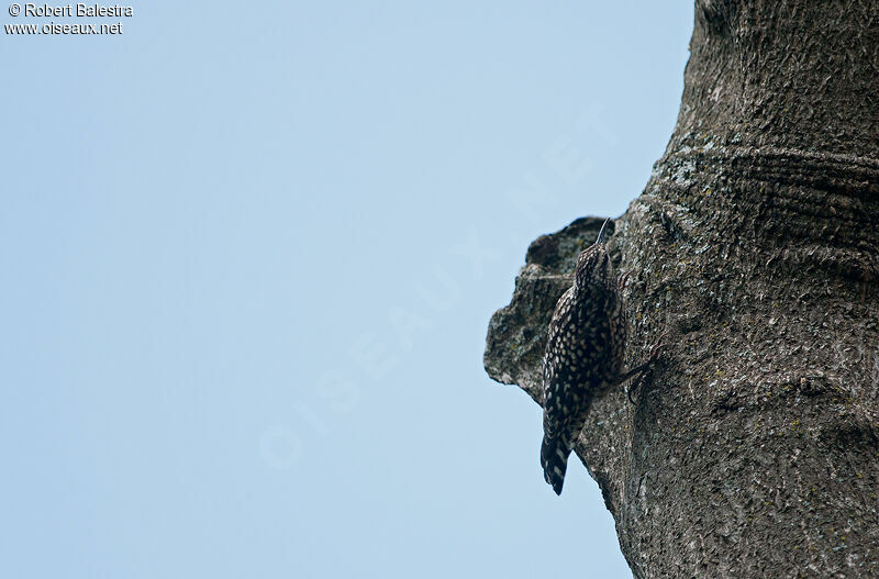 African Spotted Creeper