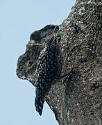 African Spotted Creeper