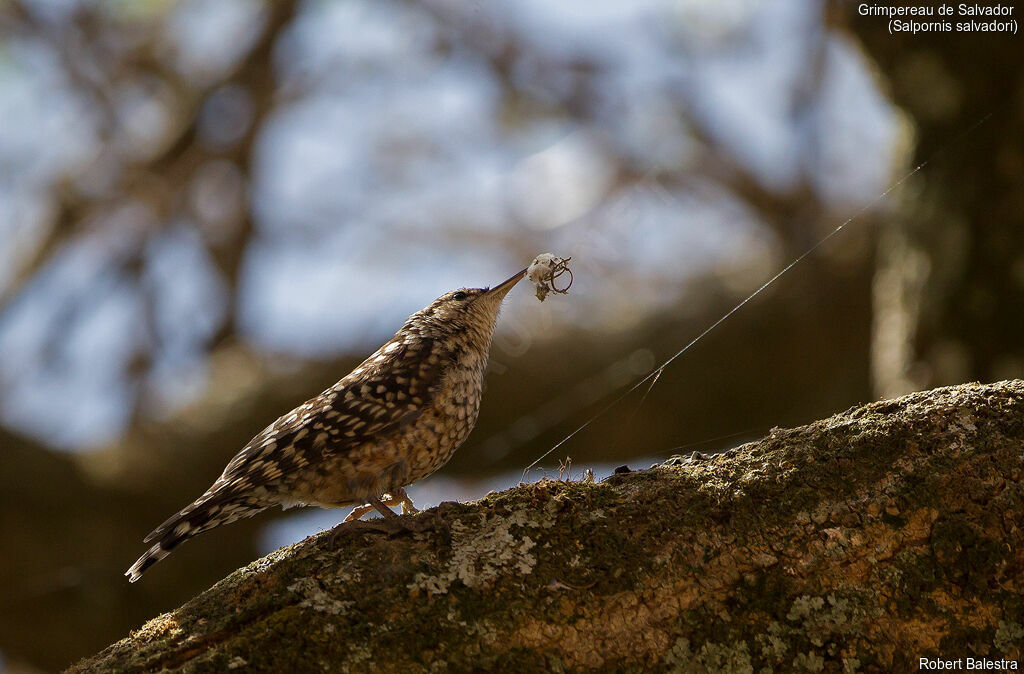 African Spotted Creeper