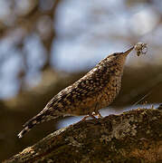 African Spotted Creeper