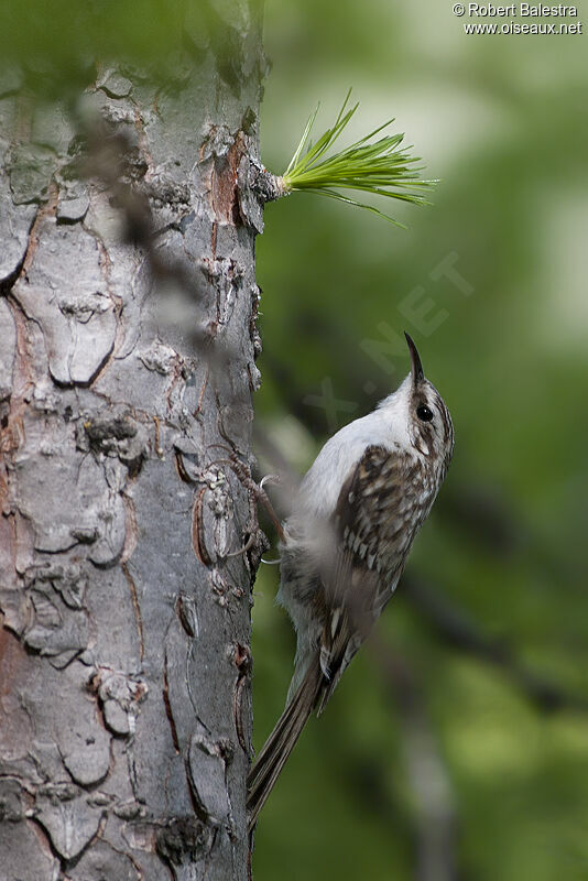 Eurasian Treecreeper