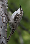 Eurasian Treecreeper