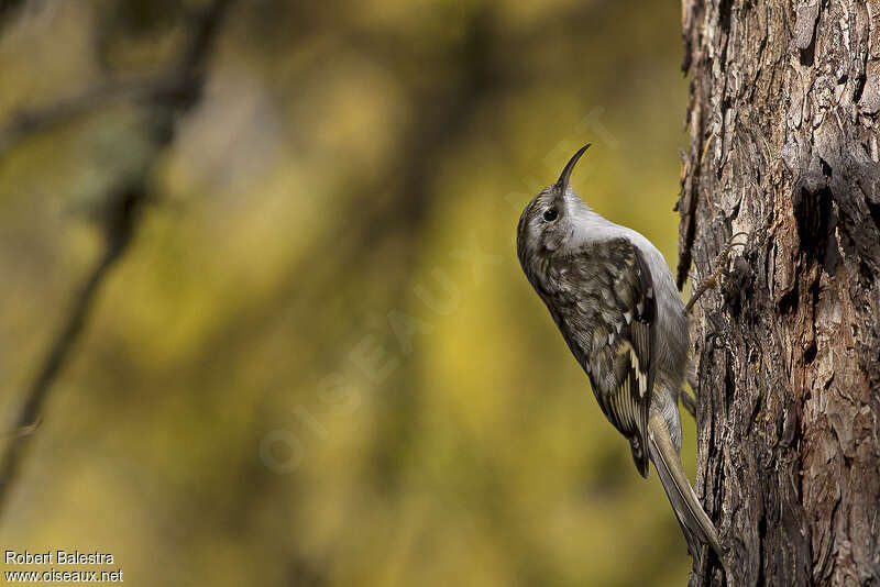 Eurasian Treecreeperadult, identification