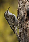 Eurasian Treecreeper