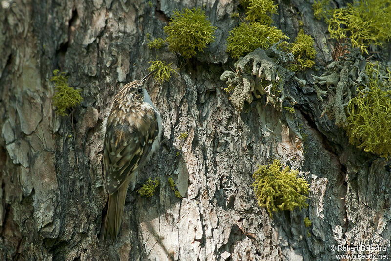 Grimpereau des bois