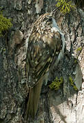 Eurasian Treecreeper