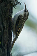 Eurasian Treecreeper