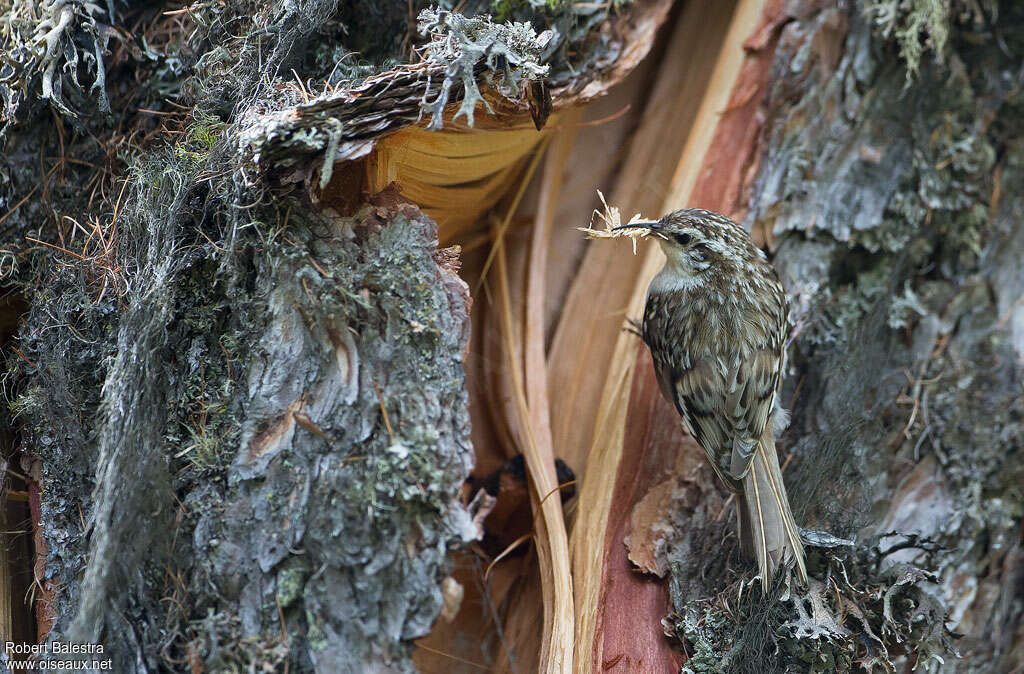 Eurasian Treecreeperadult, Reproduction-nesting