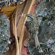 Eurasian Treecreeper