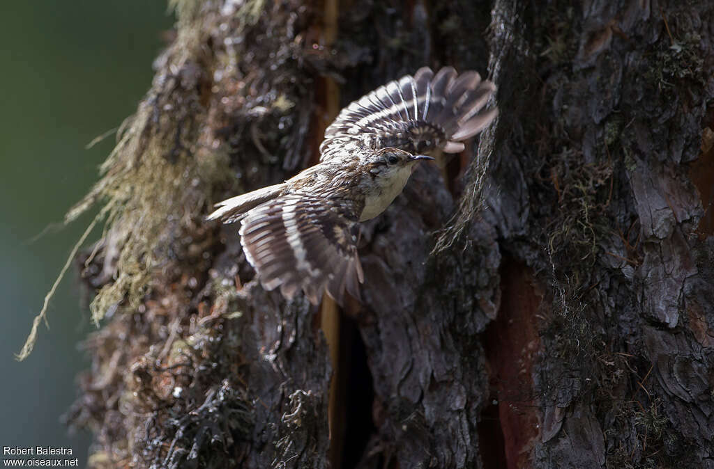 Eurasian Treecreeper, pigmentation, Flight