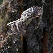 Eurasian Treecreeper