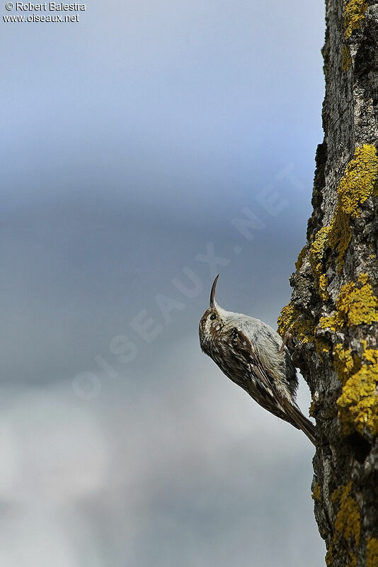 Short-toed Treecreeper