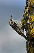 Short-toed Treecreeper