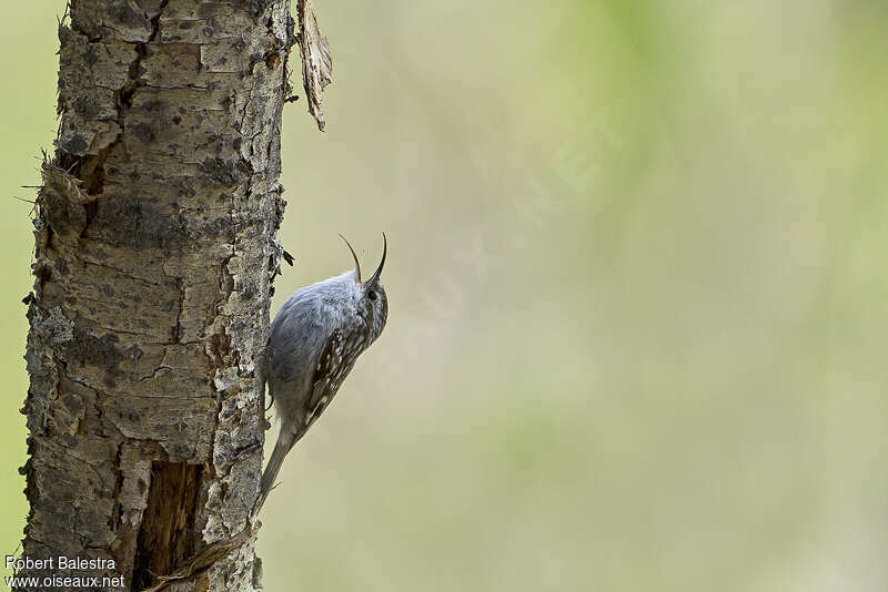 Short-toed Treecreeper male adult, song