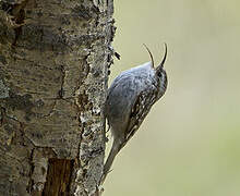 Short-toed Treecreeper