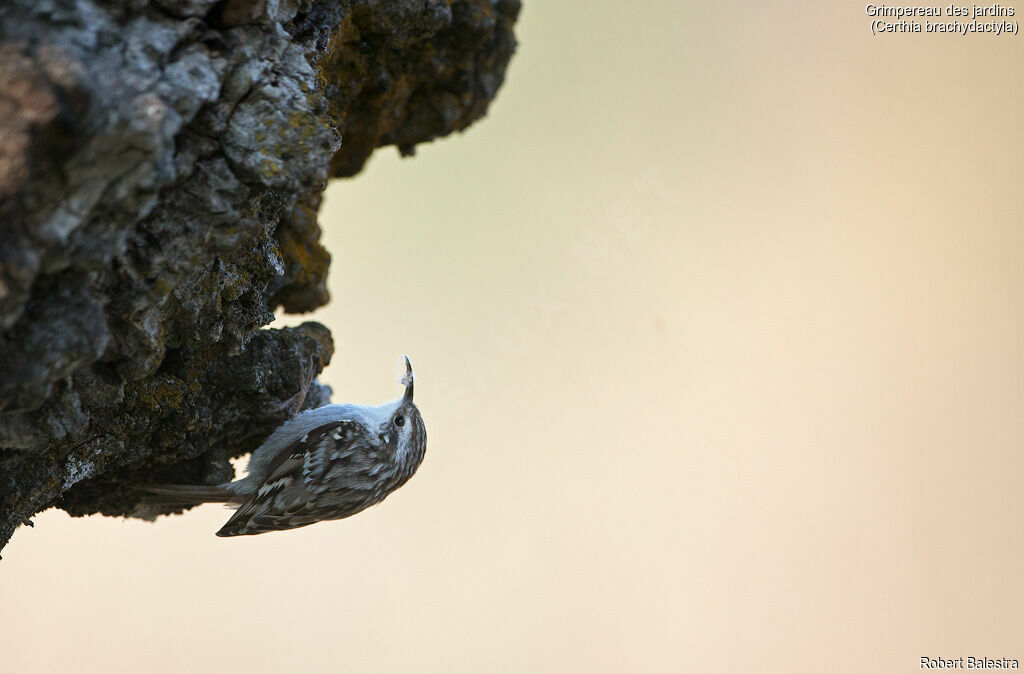 Short-toed Treecreeper