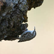 Short-toed Treecreeper