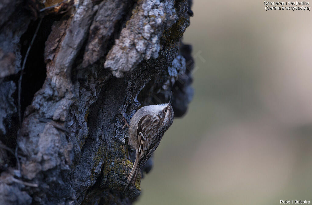 Short-toed Treecreeper