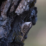 Short-toed Treecreeper