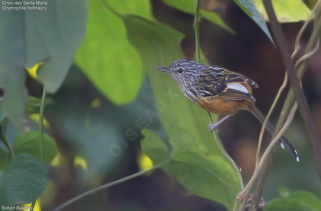 Santa Marta Antbird