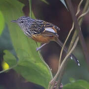 Santa Marta Antbird