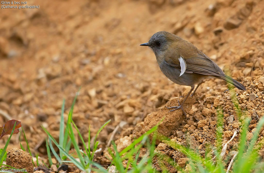 Black-billed Nightingale-Thrush