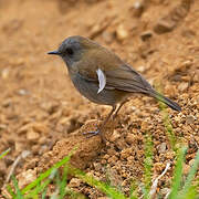 Black-billed Nightingale-Thrush