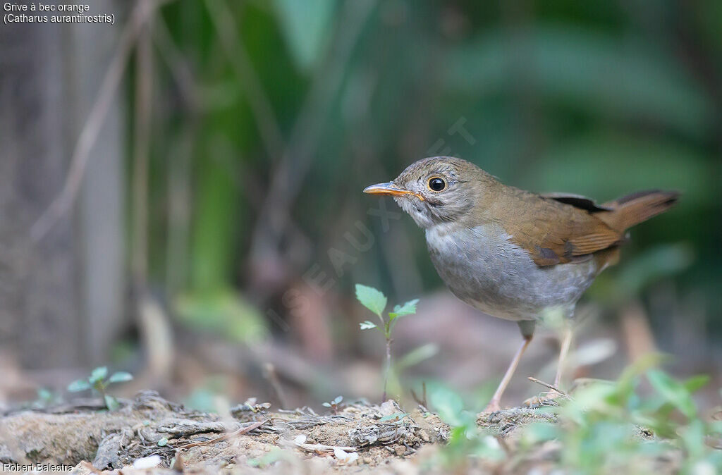 Orange-billed Nightingale-Thrush