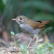 Orange-billed Nightingale-Thrush