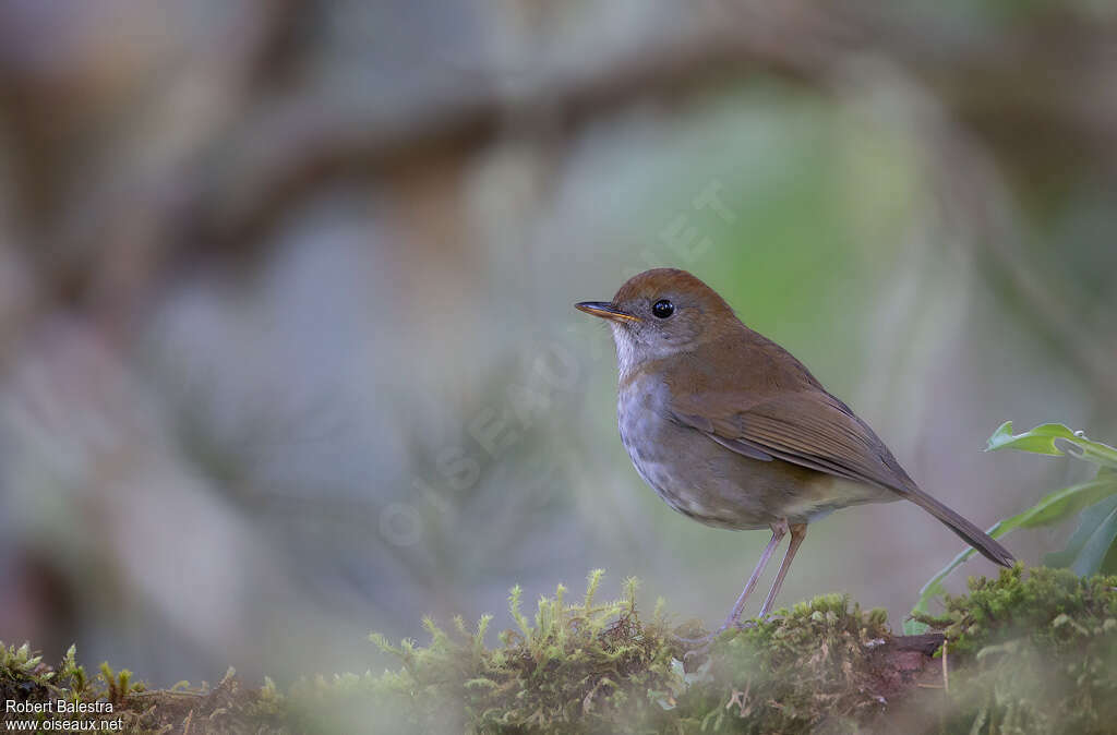 Ruddy-capped Nightingale-Thrushadult, identification