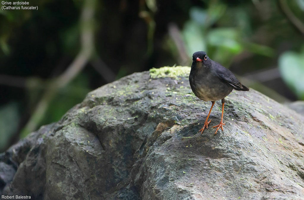 Slaty-backed Nightingale-Thrush