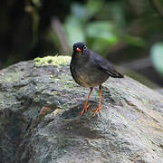 Slaty-backed Nightingale-Thrush