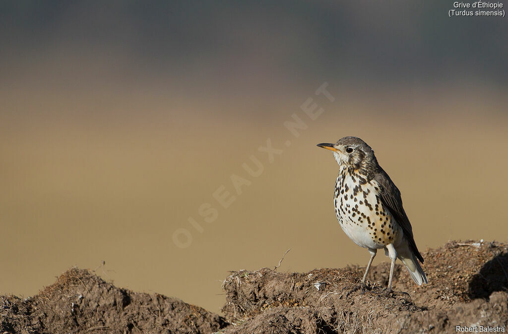 Ethiopian Thrush