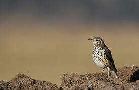 Ethiopian Thrush