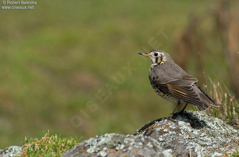 Ethiopian Thrush