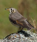 Ethiopian Thrush