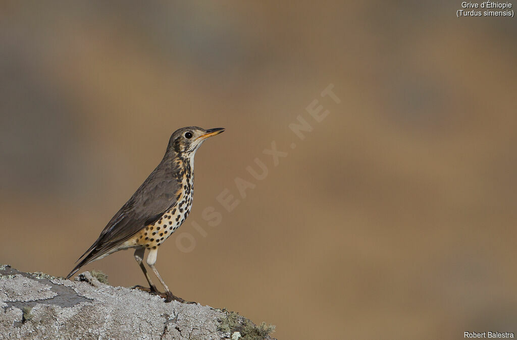 Grive d'Éthiopieadulte, identification