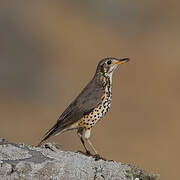 Ethiopian Thrush