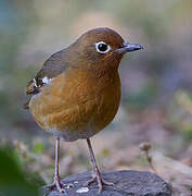 Abyssinian Ground Thrush