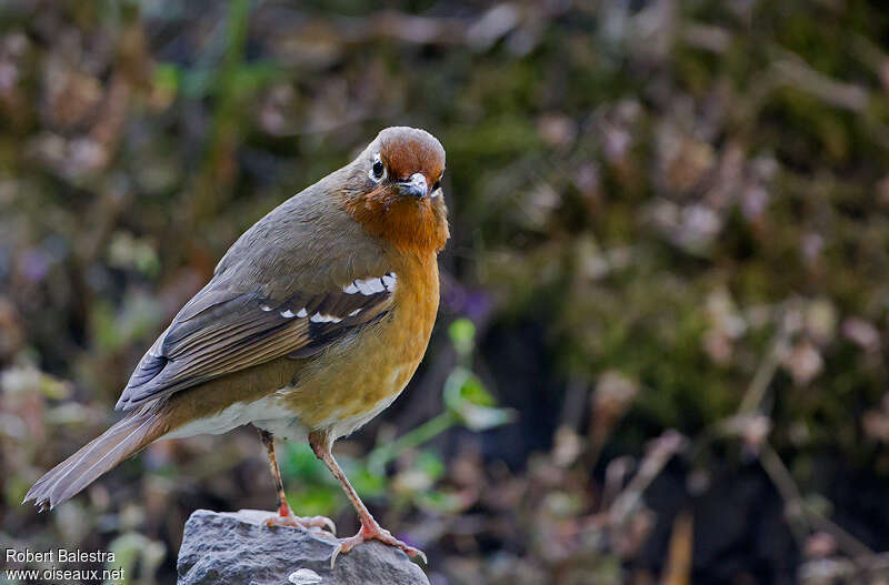 Grive de Piaggiaadulte, identification